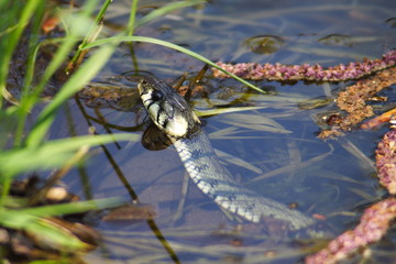 Natrix natrix
