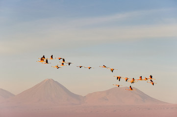 Flamingos flying, Salt flat of Atacama (Chile)