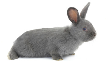 gray rabbit