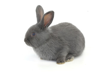Fototapeta premium gray rabbit