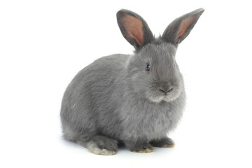 gray rabbit