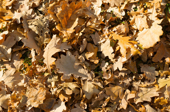 Autumn background with dry leaves