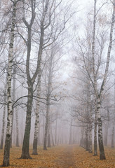 Walkway in mist autumn birch park