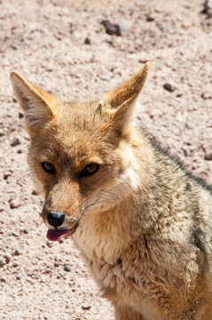 Chile's Andean fox, Atacama desert