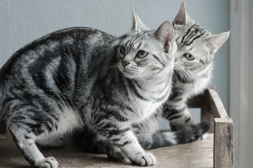 Obraz premium Two cats sitting on old wood shelf