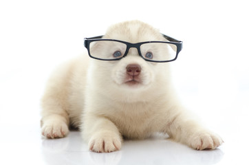 Cute siberian husky wearing glasses on white background