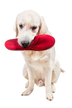 Naughty golden retriever puppy with slipper in mouth