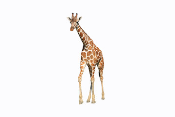 Wild giraffe isolated