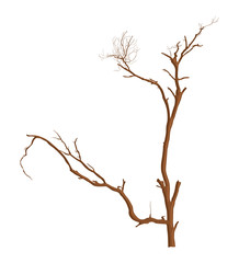 Dead Tree Branches