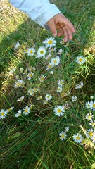 Kind pflückt Gänseblümchen Variante