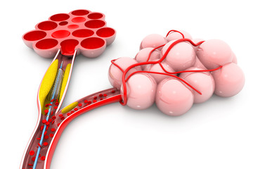 Balloon angioplasty with alveoli