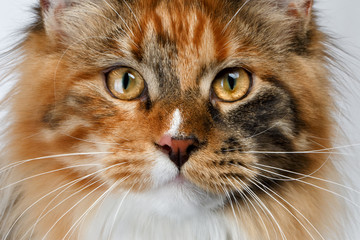 Closeup ginger tortie Maine Coon cat looking in camera