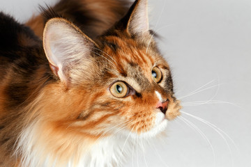 Closeup ginger tortie Maine Coon cat looking at right