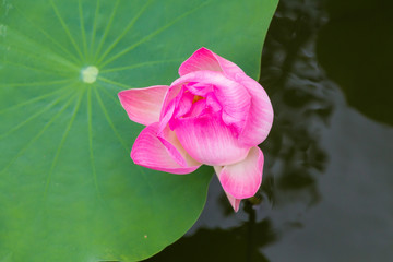 Lotus flower
