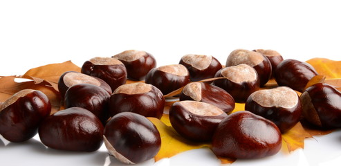 Horizontally many chestnuts autumn leaves on white background