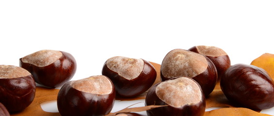 Horizontally many chestnuts autumn leaves on white background