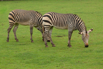 Fototapeta na wymiar pair of grazing zebra 9569