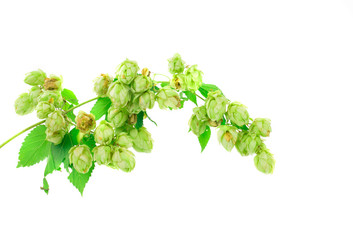 Hop flower green petals.