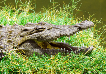 Alligator