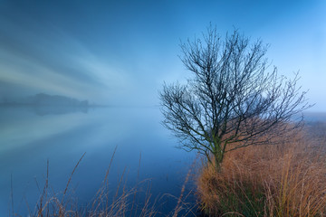 Obraz na płótnie Canvas tree by lake on misty morning