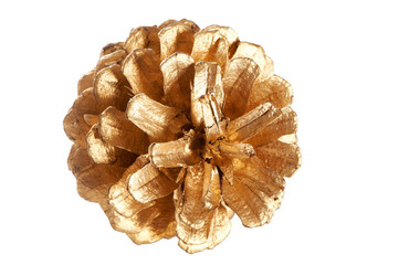 Gold plated pine cone macro isolated