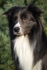Fototapeta premium Border Collie Jerry