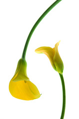 Calla,Blumen