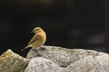 Female Northern Wheatear on rocks