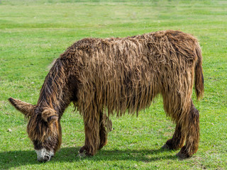 Poitou Donkey (Poitevin Donkey) © Tomasz Kozal