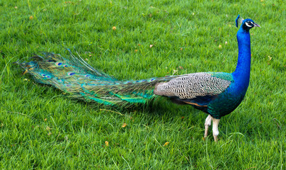 Obraz premium Peacock