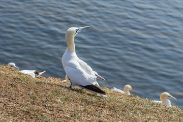Northern Gannet on a cliff on Helgoland islands