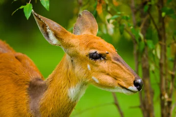 Foto op Plexiglas Africa antilope © kubikactive