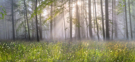 Fototapety  Magiczny karpacki las o świcie