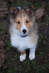 Sheltie