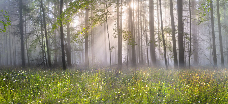 Magic Carpathian forest at dawn