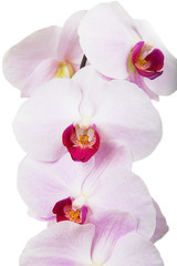 Plakat Pink orchid flowers