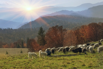 Obraz premium Transcarpathian pastures in autumn