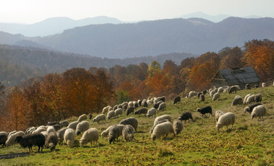 Obraz premium Transcarpathian pastures in autumn