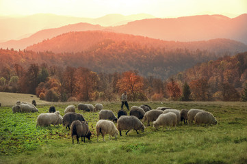 Obraz premium Transcarpathian pastures in autumn