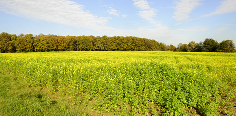 Rapsfeld in voller Blüte vor herbstlichem Wald am linken Niederrhein