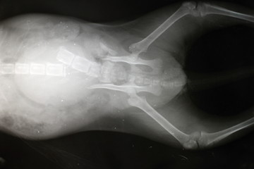 Fracture of lumbar spine and pelvis by cat (x-ray image)