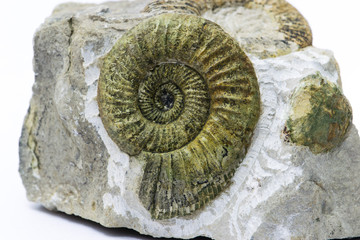 Orthosphinctes, ammonite fossile su matrice, Neumarkt, Germania