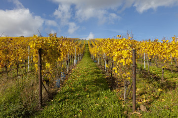 Weinberge im Herbst