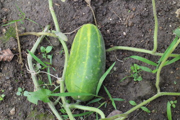 Obraz premium Salad cucumber in the garden