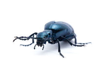 Beetle