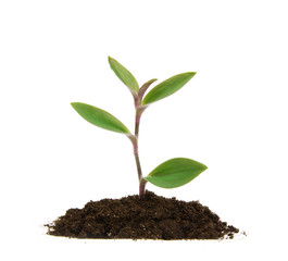 green plant on a white background