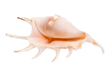 Shell isolated on white