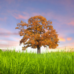 Alone tree in the field with clouds