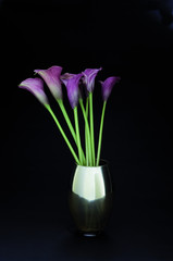 Lila Callas in Vase