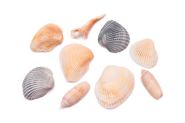 Seashell collection isolated on the white background